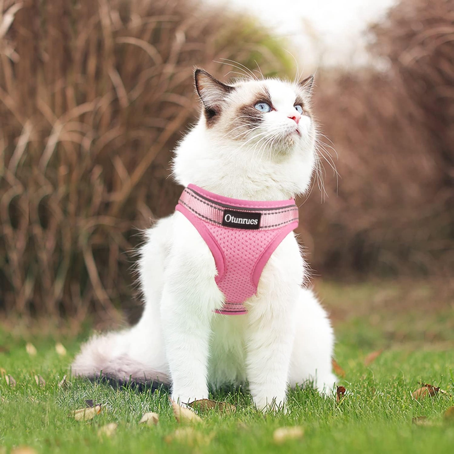 Cat Harness and Leash Set for Walking Escape Proof, Easy-To-Wear Adjustable Cat Harness with Reflective Strap - Comfort Fit for Pet Kitten Cat (S, Pink)